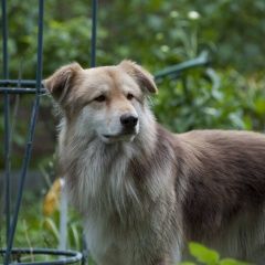 Подробнее об объявлении «Истра Пропала собака кобель два кобеля» Фото: пропала собака  «Истра Пропала собака кобель два кобеля» в г. Истра