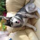 Подробнее об объявлении «Новосибирск Пропала собака кобель хаски серый в красном яре» Фото: пропала собака Сибирская хаски «Новосибирск Пропала собака кобель хаски серый в...» в г. Новосибирск