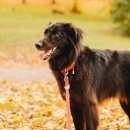 Подробнее об объявлении «Пушкин Пропала собака» Фото: пропала собака  «Пушкин Пропала собака» в г. Пушкин