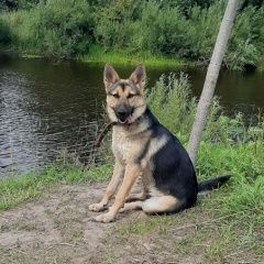 Подробнее об объявлении «Архангельск Пропала собака» Фото: пропала собака Немецкая овчарка «Архангельск Пропала собака» в г. Архангельск