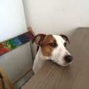 Подробнее об объявлении «Пропала собака кобель, джек рассел терьер купер Санкт-Петербург» Фото: пропала собака Джек рассел терьер «Пропала собака кобель, джек рассел терьер купер...» в г. Санкт-Петербург