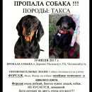 Подробнее об объявлении «Чехов Пропала собака кобель зовут форсаж» Фото: пропала собака Такса «Чехов Пропала собака кобель зовут форсаж» в г. Чехов