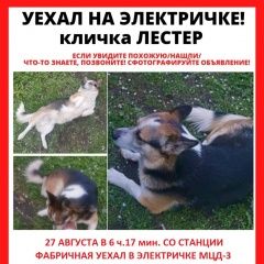 Подробнее об объявлении «Раменское Пропала собака кобель» Фото: пропала собака  «Раменское Пропала собака кобель» в г. Раменское