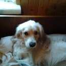 Подробнее об объявлении «Пропала собака Электросталь» Фото: пропала собака  «Пропала собака Электросталь» в г. Электросталь