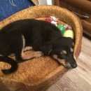 Подробнее об объявлении «Подольск Пропала собака  в районе 25 школы» Фото: пропала собака  «Подольск Пропала собака  в районе 25 школы» в г. Подольск