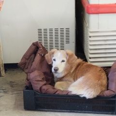 Подробнее об объявлении «Кировск Мурманская обл. Пропала собака» Фото: пропала собака  «Кировск Мурманская обл. Пропала собака» в г. Кировск Мурманская обл.