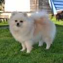 Подробнее об объявлении «Пропала собака девочка Санкт-Петербург» Фото: пропала собака  «Пропала собака девочка Санкт-Петербург» в г. Санкт-Петербург