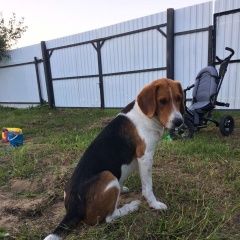 Подробнее об объявлении «Пропала собака кобель эстонская гончая Орехово-Зуево» Фото: пропала собака Бигль «Пропала собака кобель эстонская гончая...» в г. Орехово-Зуево