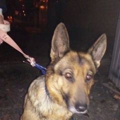 Подробнее об объявлении «Пропала собака Батайск» Фото: пропала собака Немецкая овчарка «Пропала собака Батайск» в г. Батайск
