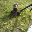 Подробнее об объявлении «Пропала собака йоркширский терьер Санкт-Петербург» Фото: пропала собака Йоркширский терьер «Пропала собака йоркширский терьер Санкт-Петербург» в г. Санкт-Петербург