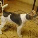 Подробнее об объявлении «Симферополь Пропала собака кобель» Фото: пропала собака  «Симферополь Пропала собака кобель» в г. Симферополь