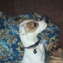 Подробнее об объявлении «Пропала собака очень ждёт семья Нижний Новгород» Фото: пропала собака Джек рассел терьер «Пропала собака очень ждёт семья Нижний Новгород» в г. Нижний Новгород