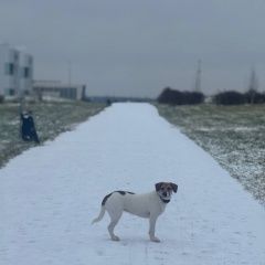 ����: ������� ������  �������� ������ ������ � �. ������