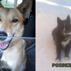 Подробнее об объявлении «Пропала собака Малмыж» Фото: пропала собака  «Пропала собака Малмыж» в г. Малмыж