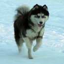 Подробнее об объявлении «Пропала собака кобель хаски Санкт-Петербург» Фото: пропала собака Сибирская хаски «Пропала собака кобель хаски Санкт-Петербург» в г. Санкт-Петербург