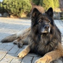 Подробнее об объявлении «Саранск Пропала собака кобель немецкая овчарка» Фото: пропала собака Немецкая овчарка «Саранск Пропала собака кобель немецкая овчарка» в г. Саранск