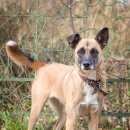 Подробнее об объявлении «Пропала собака помогите найти собаку Белово» Фото: пропала собака  «Пропала собака помогите найти собаку Белово» в г. Белово