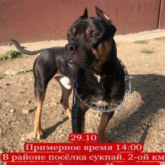 Подробнее об объявлении «Пропала собака кобель в районе сукпай питбуль Хабаровск» Фото: пропала собака  «Пропала собака кобель в районе сукпай питбуль...» в г. Хабаровск