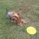 Подробнее об объявлении «Королев Пропала собака кобель» Фото: пропала собака Йоркширский терьер «Королев Пропала собака кобель» в г. Королев