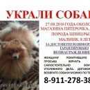 Подробнее об объявлении «Санкт-Петербург Пропала собака кобель помогите найти» Фото: пропала собака  «Санкт-Петербург Пропала собака кобель помогите...» в г. Санкт-Петербург