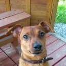 Подробнее об объявлении «Пропала собака кобель Санкт-Петербург» Фото: пропала собака Карликовый пинчер «Пропала собака кобель Санкт-Петербург» в г. Санкт-Петербург