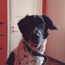 Подробнее об объявлении «Пропала собака кобель отдадим вознаграждение Троицк» Фото: пропала собака  «Пропала собака кобель отдадим вознаграждение...» в г. Троицк