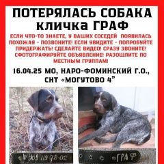 Подробнее об объявлении «Пропала собака кобель Нарофоминск» Фото: пропала собака Дратхаар «Пропала собака кобель Нарофоминск» в г. Нарофоминск