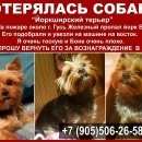 Подробнее об объявлении «Гусь Железный Пропала собака кобель любимый йорк боня» Фото: пропала собака Йоркширский терьер «Гусь Железный Пропала собака кобель любимый...» в г. Гусь Железный
