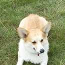 Подробнее об объявлении «Новосибирск Пропала собака кобель верните за вознаграждение» Фото: пропала собака Вельш корги «Новосибирск Пропала собака кобель верните за...» в г. Новосибирск