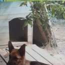 Подробнее об объявлении «Батайск Пропала собака» Фото: пропала собака Немецкая овчарка «Батайск Пропала собака» в г. Батайск