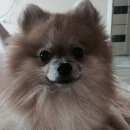 Подробнее об объявлении «Санкт-Петербург Пропала собака наш любимый друг» Фото: пропала собака Померанский шпиц «Санкт-Петербург Пропала собака наш любимый друг» в г. Санкт-Петербург