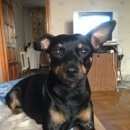 Подробнее об объявлении «Анапа Пропала собака кобель крупный русский той-терьер» Фото: пропала собака Русский той-терьер «Анапа Пропала собака кобель крупный русский...» в г. Анапа