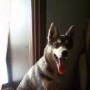 Подробнее об объявлении «Пропала собака кобель помогите найти собаку   Самара» Фото: пропала собака Сибирская хаски «Пропала собака кобель помогите найти собаку...» в г. Самара