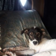 Подробнее об объявлении «Моршанск Пропала собака за вознограждение» Фото: пропала собака Джек рассел терьер «Моршанск Пропала собака за вознограждение» в г. Моршанск