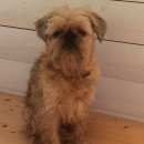 Подробнее об объявлении «Пропала собака кобель Санкт-Петербург» Фото: пропала собака Брюссельский гриффон «Пропала собака кобель Санкт-Петербург» в г. Санкт-Петербург