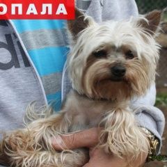 Подробнее об объявлении «Пропала собака кобель Электросталь» Фото: пропала собака Йоркширский терьер «Пропала собака кобель Электросталь» в г. Электросталь