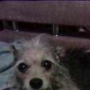 Подробнее об объявлении «Пропала собака Санкт-Петербург» Фото: пропала собака Той-терьер «Пропала собака Санкт-Петербург» в г. Санкт-Петербург