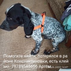 Подробнее об объявлении «Пропала собака кобель верный друг Симферополь» Фото: пропала собака Русский охотничий спаниель «Пропала собака кобель верный друг Симферополь» в г. Симферополь
