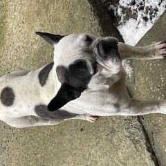 Подробнее об объявлении «Пропала собака кобель в районе лозовое 1 дачи Симферополь» Фото: пропала собака Французский бульдог «Пропала собака кобель в районе лозовое 1 дачи...» в г. Симферополь