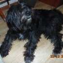 Подробнее об объявлении «Магнитогорск Пропала собака» Фото: пропала собака  «Магнитогорск Пропала собака» в г. Магнитогорск