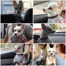 Подробнее об объявлении «Пропала собака кобель Самара» Фото: пропала собака Чихуахуа «Пропала собака кобель Самара» в г. Самара