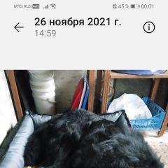 Подробнее об объявлении «Пропала собака кобель Санкт-Петербург» Фото: пропала собака Тибетский мастифф «Пропала собака кобель Санкт-Петербург» в г. Санкт-Петербург