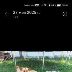 Подробнее об объявлении «Пропала собака на трассе м12 (415км) Арзамас» Фото: пропала собака  «Пропала собака на трассе м12 (415км) Арзамас» в г. Арзамас