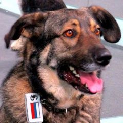 Подробнее об объявлении «Пропала собака кобель доверчивая в порошкино, всеволожский р-н Санкт-Петербург» Фото: пропала собака  «Пропала собака кобель доверчивая в порошкино,...» в г. Санкт-Петербург