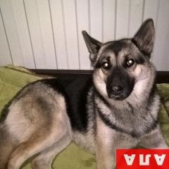 Подробнее об объявлении «Ростов-на-Дону Пропала собака восточно-европейская» Фото: пропала собака Восточно-европейская овчарка «Ростов-на-Дону Пропала собака восточно-европейская» в г. Ростов-на-Дону