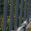 Подробнее об объявлении «Анапа Пропала собака» Фото: пропала собака Большой швейцарский зенненхунд «Анапа Пропала собака» в г. Анапа