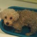 Подробнее об объявлении «Керчь Пропала собака кобель» Фото: пропала собака Пудель «Керчь Пропала собака кобель» в г. Керчь