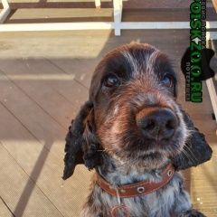 Подробнее об объявлении «Пропала собака в селе мичуринское Хабаровск» Фото: пропала собака Английский кокер-спаниель «Пропала собака в селе мичуринское Хабаровск» в г. Хабаровск