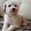 Подробнее об объявлении «Батайск Пропала собака» Фото: пропала собака  «Батайск Пропала собака» в г. Батайск