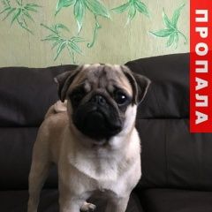 Подробнее об объявлении «Пропала собака кобель мопс  Новокузнецк» Фото: пропала собака Мопс «Пропала собака кобель мопс  Новокузнецк» в г. Новокузнецк